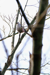 long tailed tit on branch