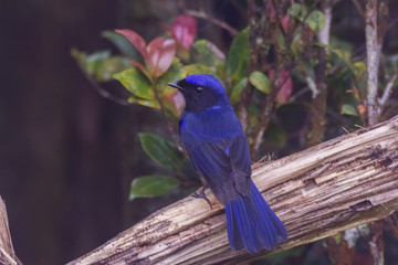 view of a beautiful bird in nature