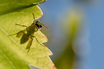 Wasp sitting on a leaf