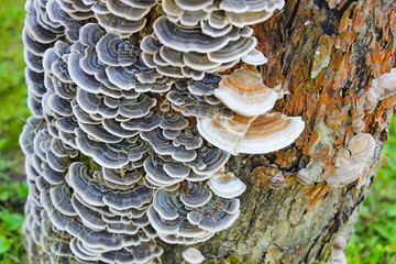 Trametes versicolor. Lots of tree mushrooms on the surface of the bark of a tree trunk.