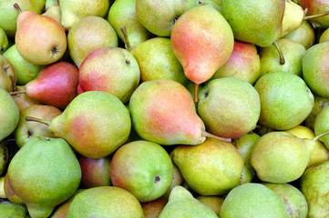 close-up of stack of ripe organic pears after harvesting