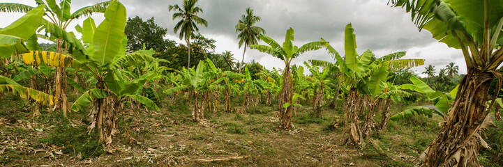 Obraz premium Panorama d'une bananeraie sur l'île de Mayotte.