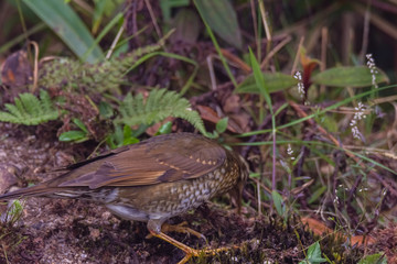 view of a beautiful bird in nature