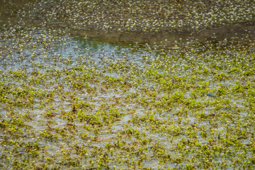 a small swamp in which flowers bloom. flowers grow in the water.