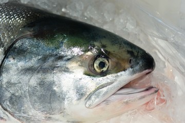 Fill Salmon (Akisake) on ice