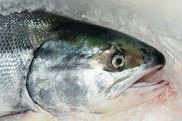 Fill Salmon (Akisake) on ice