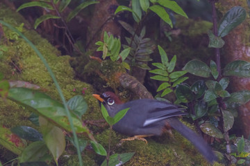 view of a beautiful bird in nature