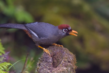 view of a beautiful bird in nature