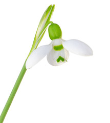 Wonderful white Snowdrop (Galanthus) isolated on white background, including clipping path.
