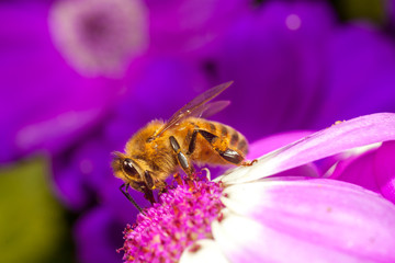 bee