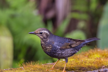 view of a beautiful bird in nature