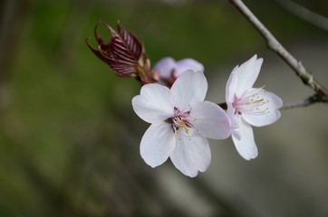 Cherry blossom close up. Selective focus and copy space. Spring sakura blossoms. Pink cherry blossom twig close up over blue bokeh background.
