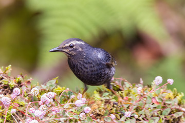 Obraz premium view of a beautiful bird in nature