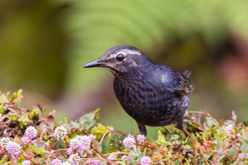 Obraz premium view of a beautiful bird in nature