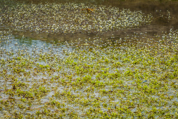 a small swamp in which flowers bloom. flowers grow in the water.