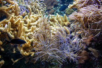 Fototapeta na wymiar Massif corallien 