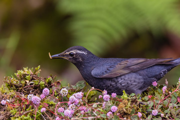 view of a beautiful bird in nature