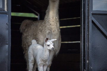 weißes niedliches Baby Lama  © Ines Hasenau