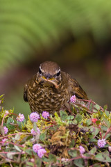 view of a beautiful bird in nature