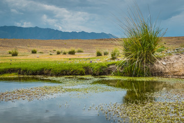 scenery. a large wild bush near a small reservoir in the background of mountains.