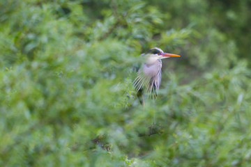 gray heron (ardea cinerea) hidden in green foliage copse