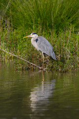 gray heron (ardea cinerea) standing on branch in water