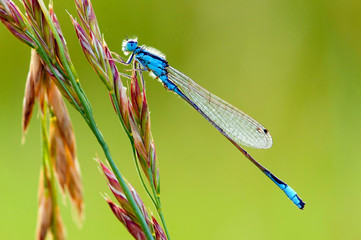Blaue Libelle