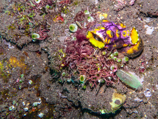 Tauchen in Thailand und Indonesien