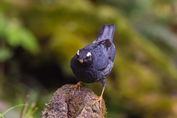 view of a beautiful bird in nature