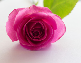  pink rose