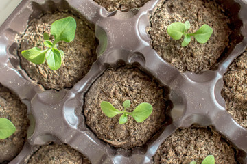 Close-up of petunia seedlings in plastic pots. Top view.