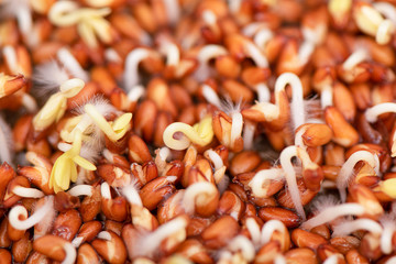 Closeup of cress seeds planted to grow on wet linen mat.