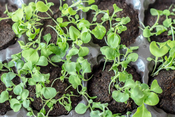 Close-up of petunia seedlings in plastic pots. Selective focus.