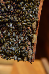 Roy bees on wax combs. Group of bees near a beehive. Bee honeycomb, Plank with honeycomb from the hive. Honey bee. Queen bee cocoon.   