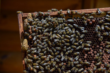 Roy bees on wax combs. Group of bees near a beehive. Bee honeycomb, Plank with honeycomb from the hive. Honey bee. Queen bee cocoon.   