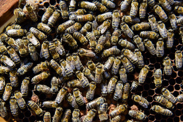 Roy bees on wax combs. Group of bees near a beehive. Bee honeycomb, Plank with honeycomb from the hive. Honey bee. Queen bee cocoon.   