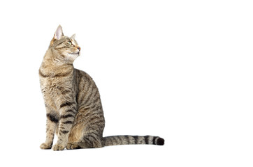 Adult grey tabby cat sitting isolated on white background	