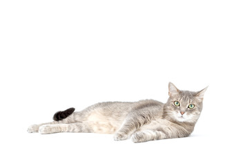 Adult tabby cat lying isolated on white background