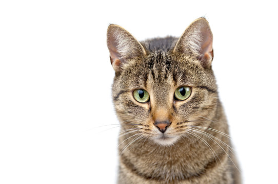 Head shot of grey adult tabby cat isolated on white background