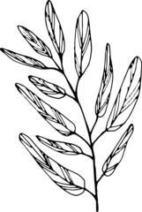 Vector hand drawn linear herbs. Black and white, isolated. Best for vintage design, greeting cards, eco design, wrapping paper, invitation. summer, spring