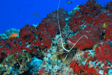 Stripe-leg spiny lobster