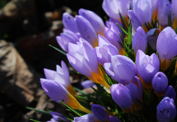 A group of beautiful pale purple crocus flowers, backlit by the sun in the springtime. With copy...