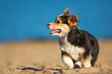 welsh corgi puppy runs along the sandy beach