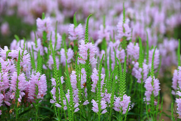 Labiatae perennial perennial perennial herbs