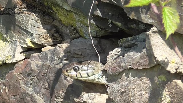 Barrenringelnatter (Natrix helvetica) in Trockenmauer im Moseltal