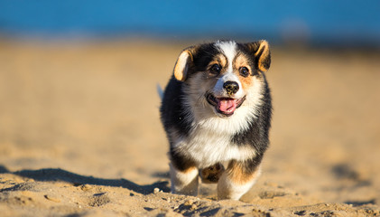 Welsh Corgi puppy runs fast on a sandy beach