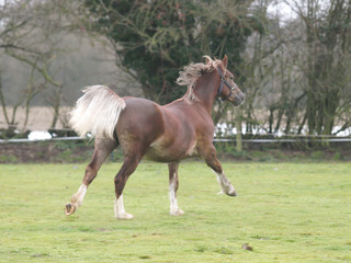 Young Horse