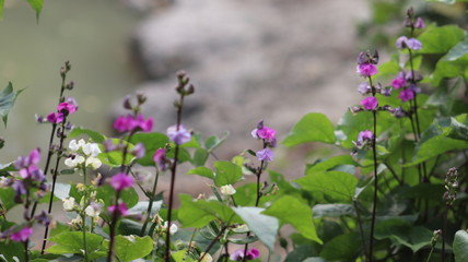 Bean flower in Bangladesg