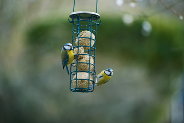 Blaumeisen am Futterspender