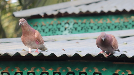 Pet Dove